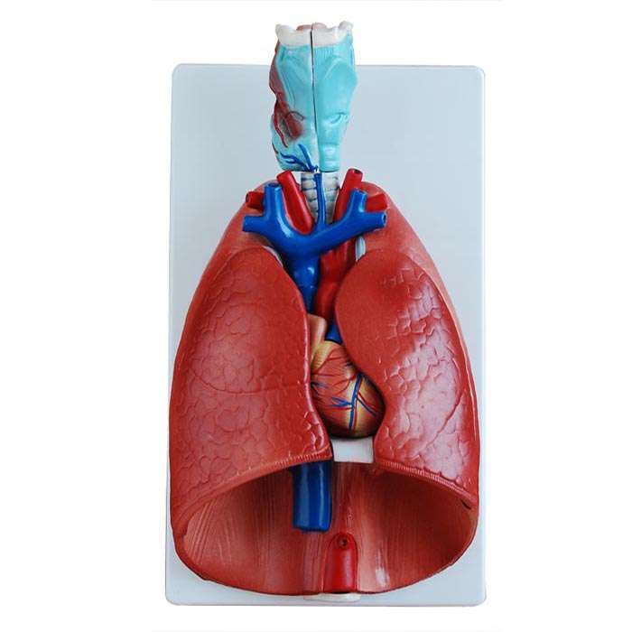 بازی آموزشی طرح مولاژ حنجره- قلب و ریه ها مدل CR-320