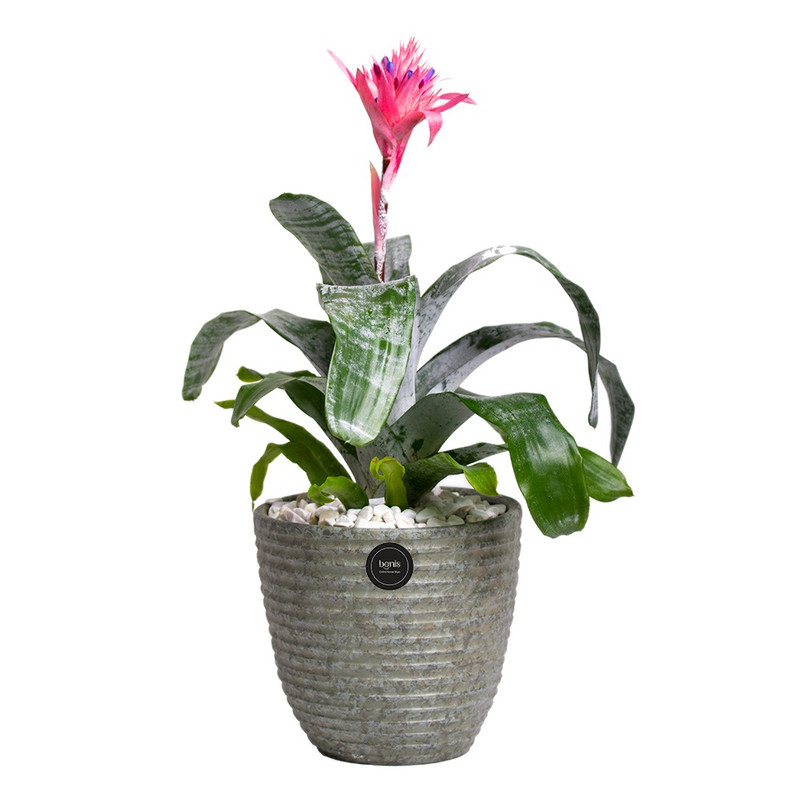 گیاه طبیعی اکمیا بنیس فلاور مدل P-32 گیاه طبیعی اکمیا بنیس فلاور مدل P-32