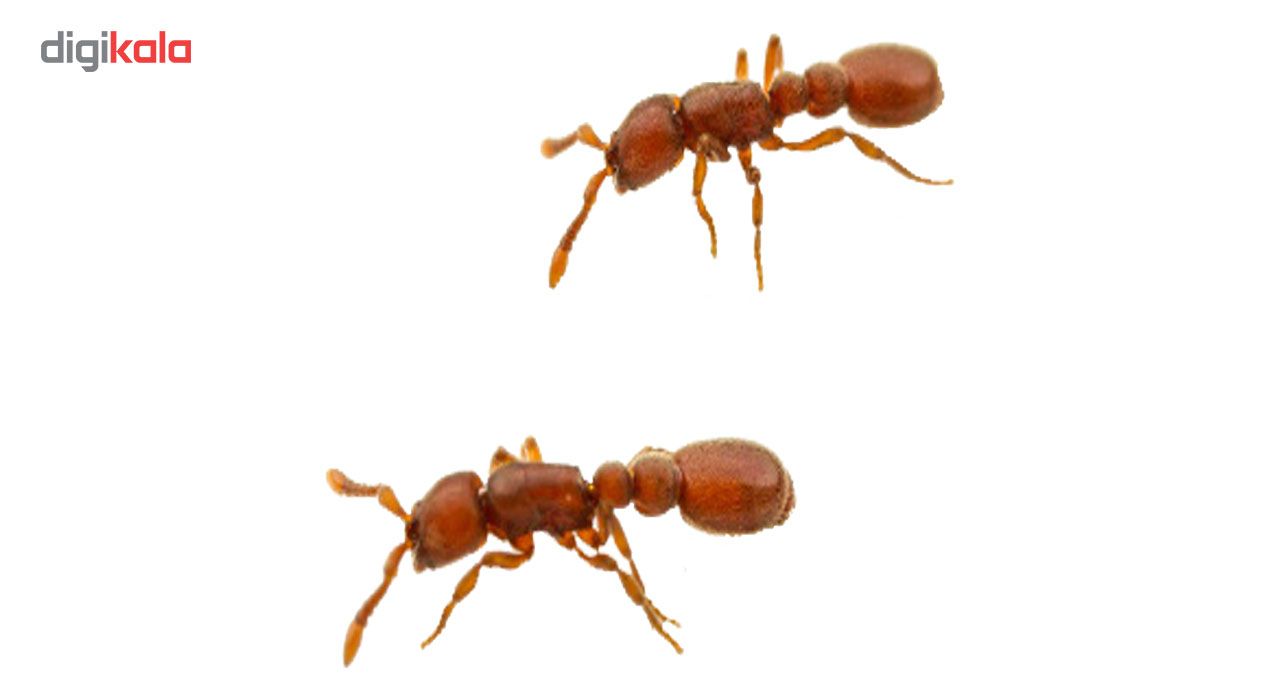 ابزار شوخی مدل مورچه مصنوعی بسته 9 عددی