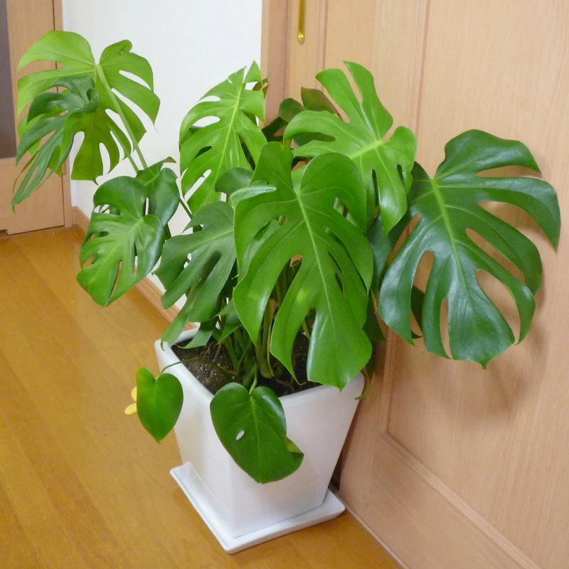 عکس شماره 6 : بذر گل برگ انجیری سانیا سید مدل s27