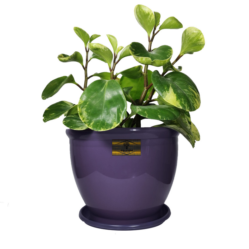 گیاه طبیعی قاشقی ابلق گلپیدو کد GP-20 گیاه طبیعی قاشقی ابلق گلپیدو کد GP-20