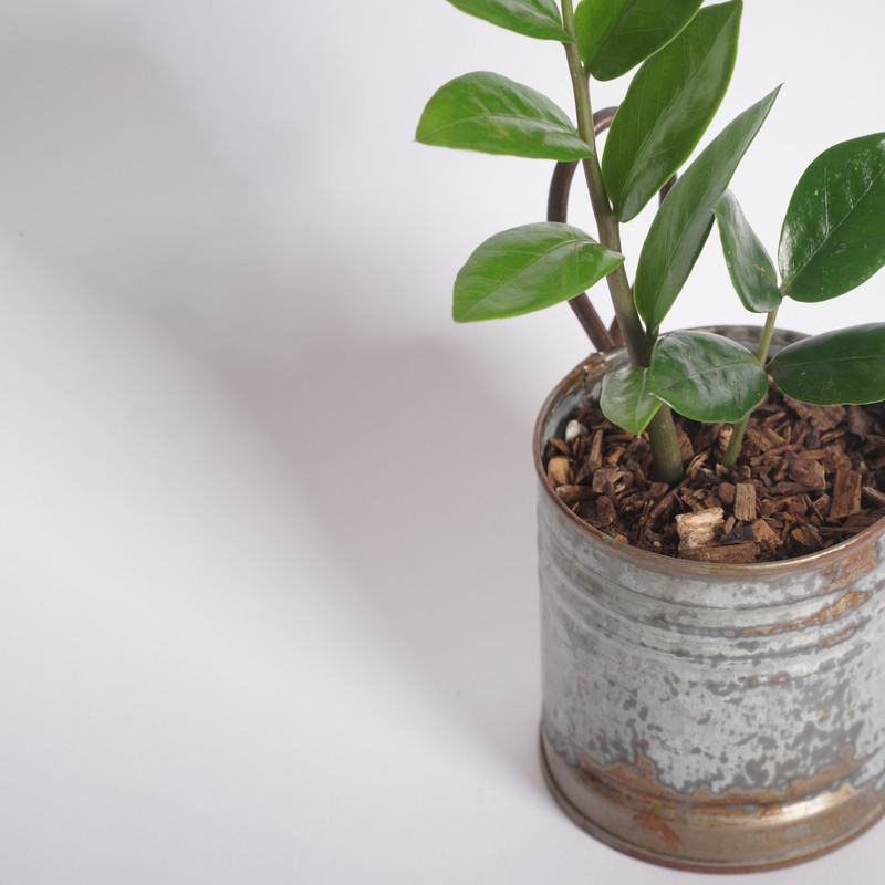 گیاه طبیعی زامیفولیا مدل B-111 طرح آنتیک