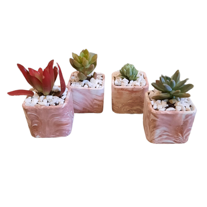 گیاه طبیعی خانواده ساکولنت مدل 01 مجموعه 4 عددی