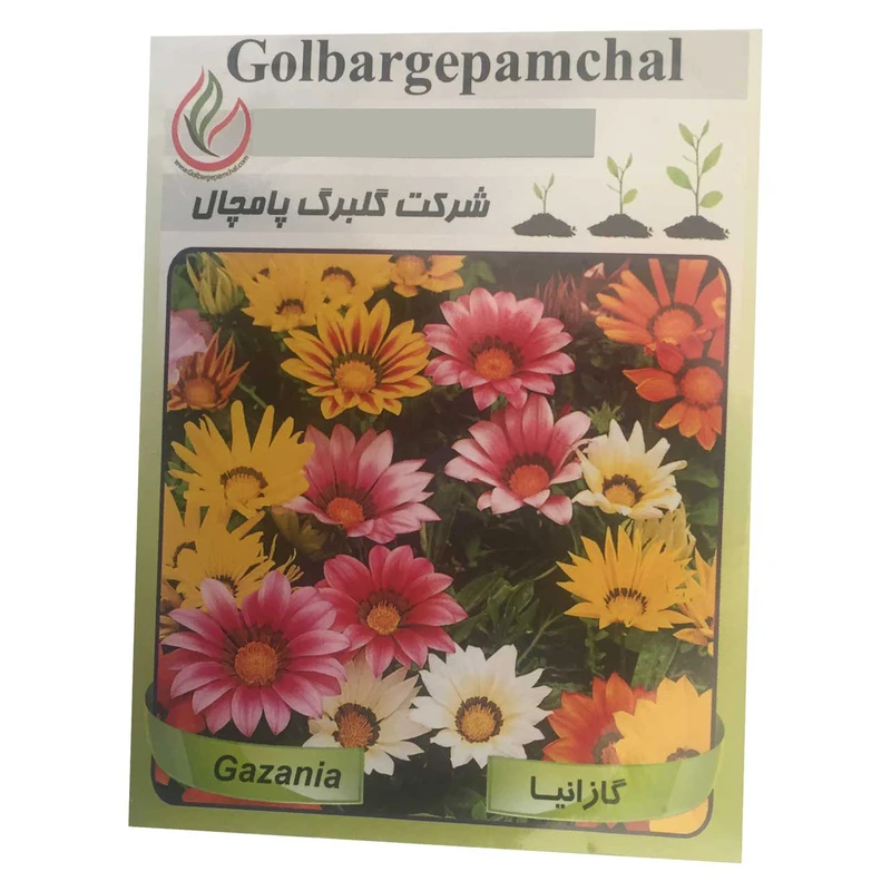 بذر گل گازانیا گلبرگ پامچال مدل GP11