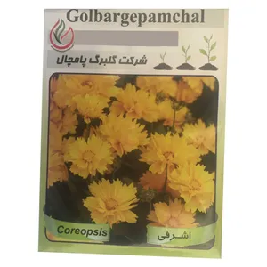 بذر گل اشرفی گلبرگ پامچال مدل GP06