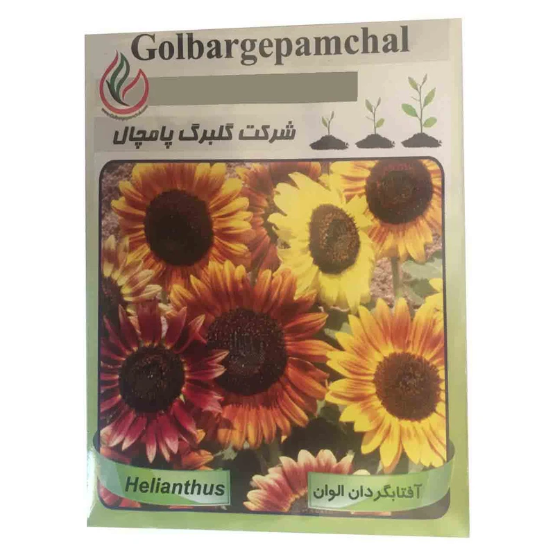 بذر گل آفتابگردان الوان گلبرگ پامچال مدل GP03