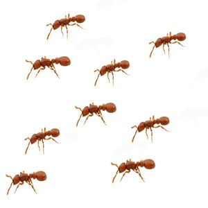 نقد و بررسی ابزار شوخی مدل مورچه مصنوعی بسته 9 عددی توسط خریداران