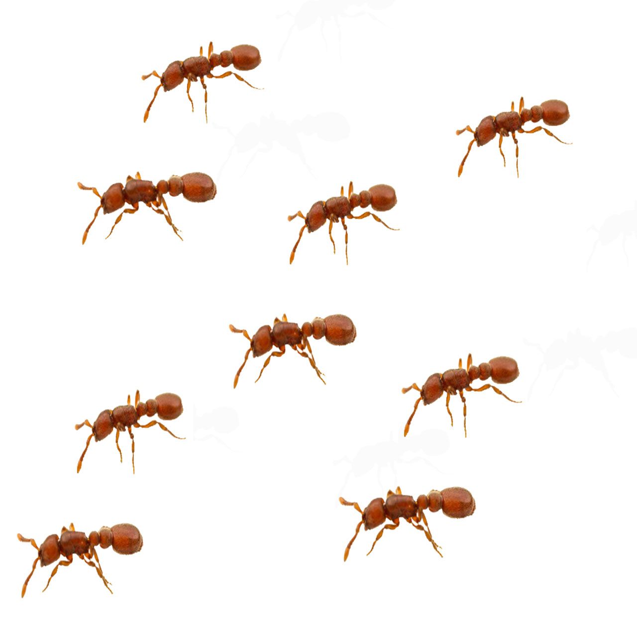 ابزار شوخی مدل مورچه مصنوعی بسته 9 عددی -  - 1