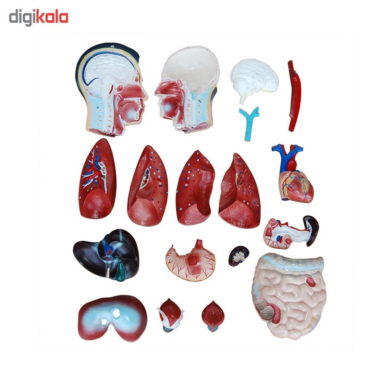 بازی آموزشی طرح مولاژ نیم تنه مرد مدل XC-201