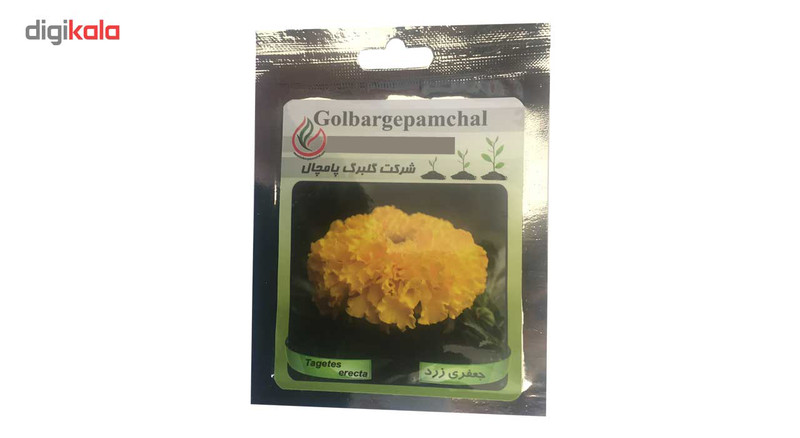 بذر گل جعفری زرد گلبرگ پامچال مدل GP13
