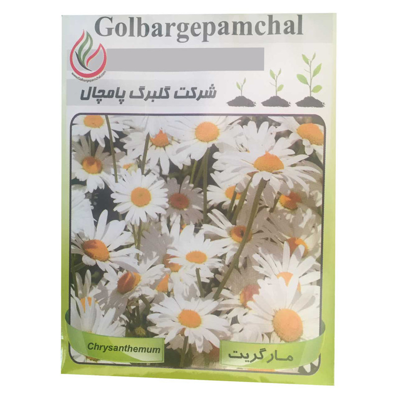 بذر گل مارگریت گلبرگ پامچال مدل GP18