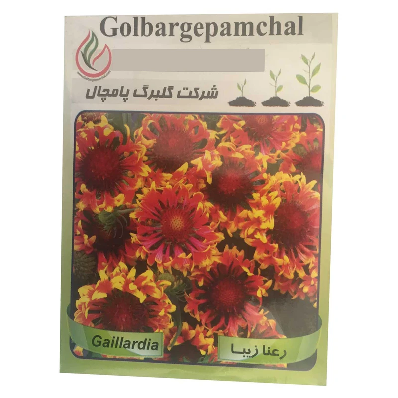 بذر گل رعنا گلبرگ پامچال مدل GP23