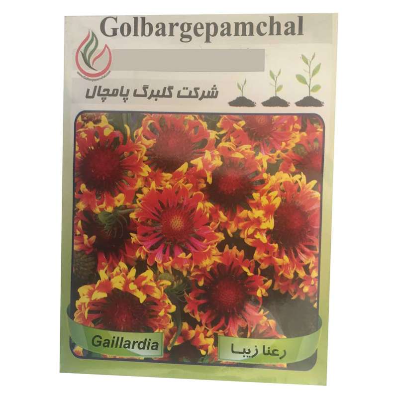 بذر گل رعنا گلبرگ پامچال مدل GP23 بذر گل رعنا گلبرگ پامچال مدل GP23