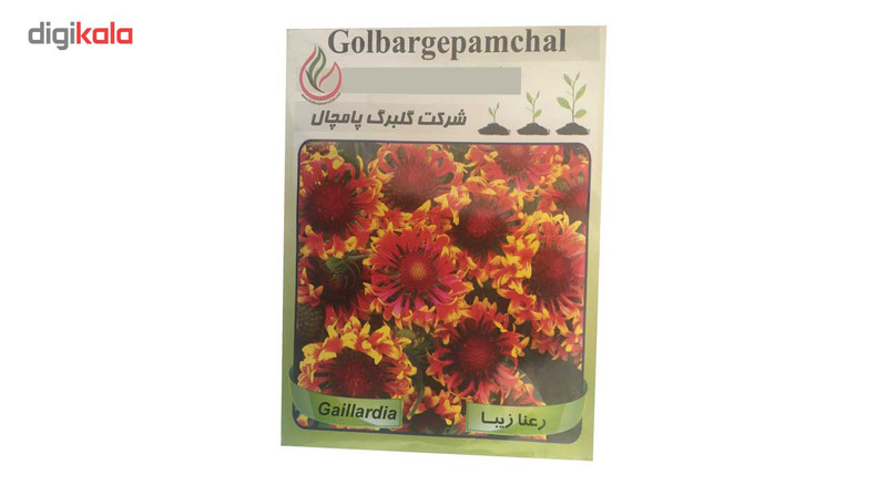 بذر گل رعنا گلبرگ پامچال مدل GP23 بذر گل رعنا گلبرگ پامچال مدل GP23