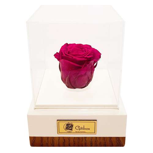 جعبه گل ماندگار گیتی باکس مدل رز جاودان قرمز تیره افرا