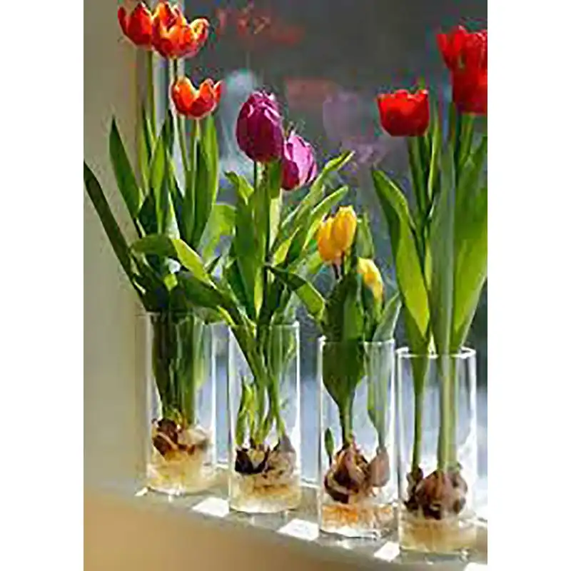 گلدان شیشه ای مدل تانی مجموعه 2 عددی