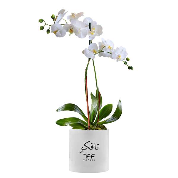 گل طبیعی ارکیده تافکو کد 3x
