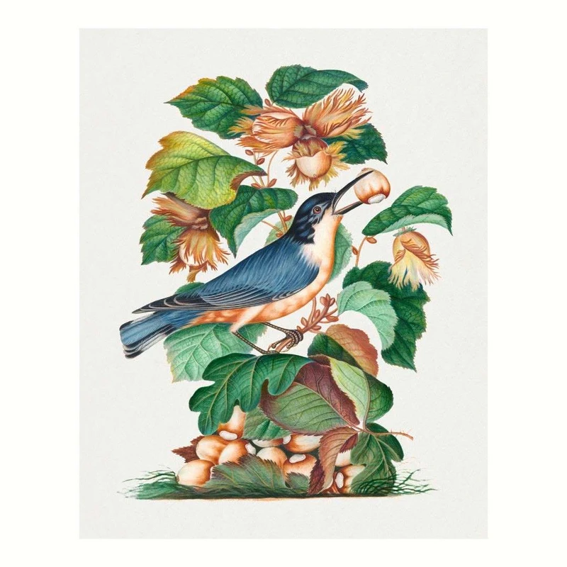 پوستر مدل پرنده و فندق