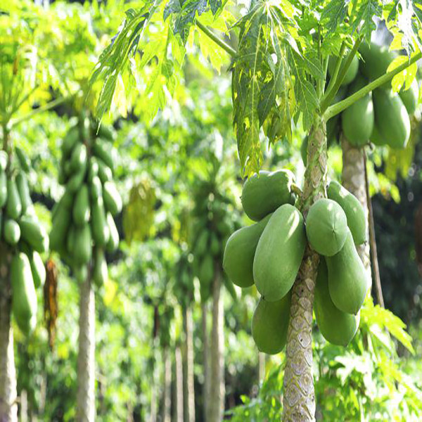 بذر میوه پاپایا گلابی وانیا سید مدل D17