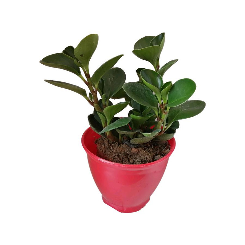 گیاه طبیعی قاشقی کد ep01 گیاه طبیعی قاشقی کد ep01