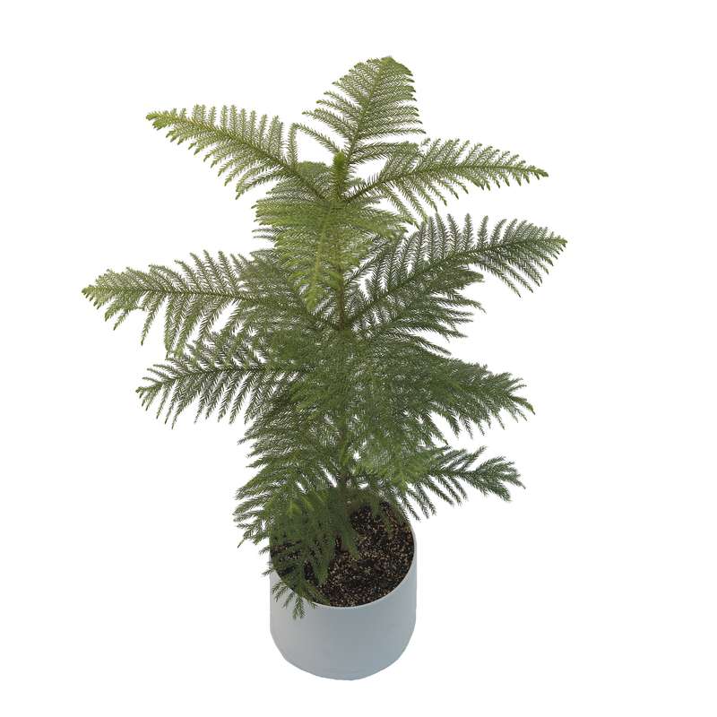 گیاه طبیعی کاج مطبق مدل KG2 گیاه طبیعی کاج مطبق مدل KG2