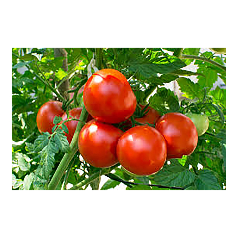 بذر گوجه فرنگی گرین فارم کد GR-GJ بسته 2 عددی