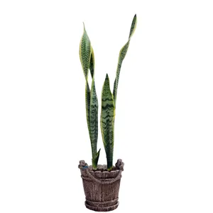 گیاه طبیعی سانسوریا ابلق کد ST2