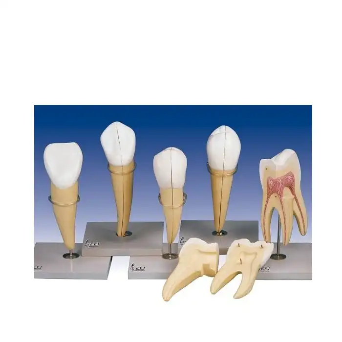 بازی آموزشی مدل مولاژ  دندان