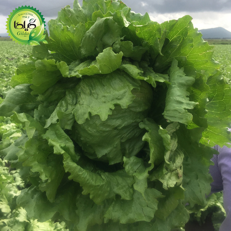 بذر کاهو پیچ سبز اورست گیلدا کد 333