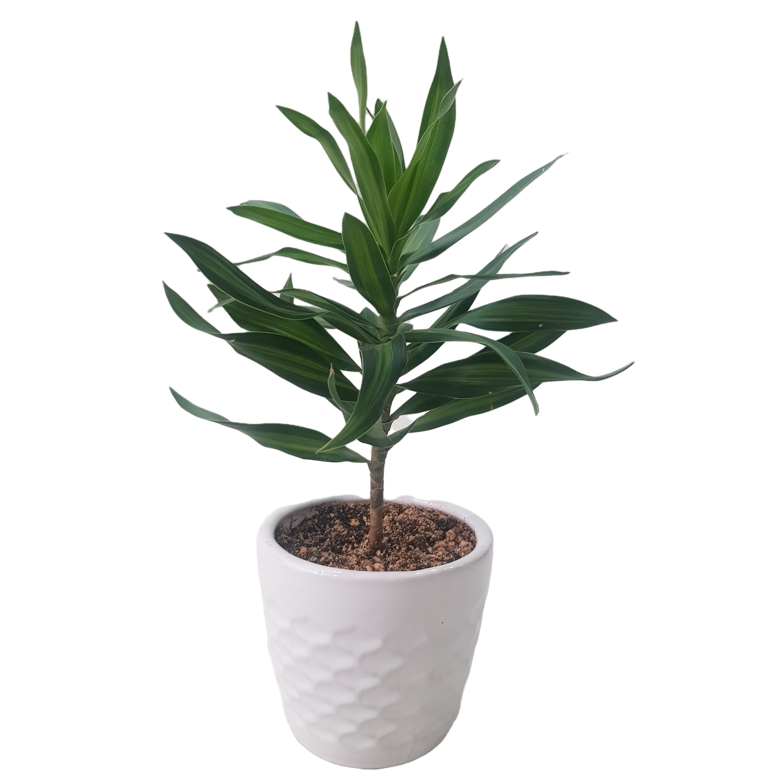 گیاه طبیعی دراسنا پیله موآ مدل 20221 گیاه طبیعی دراسنا پیله موآ مدل 20221