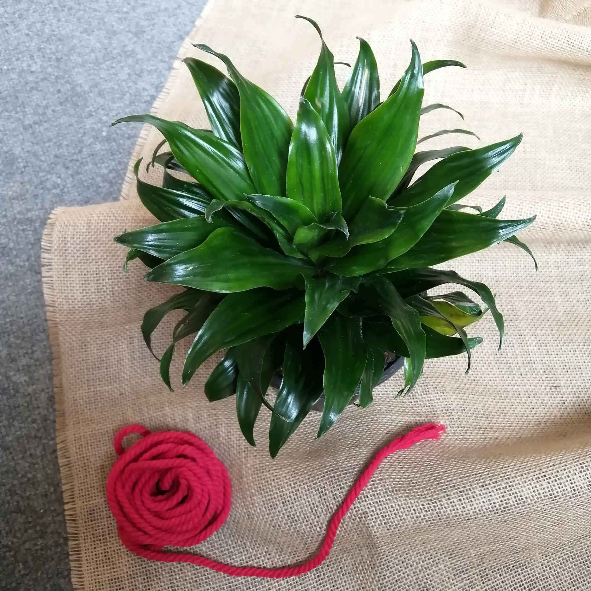 گیاه طبیعی دراسنا کامپکت کد pg9