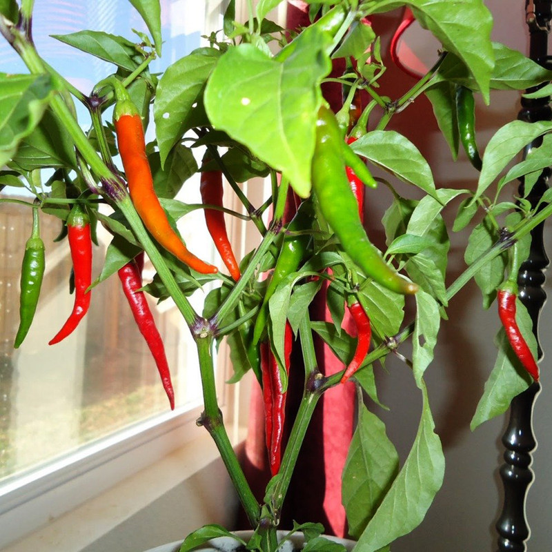 بذر فلفل تند قرمز وانیا سید مدل F38