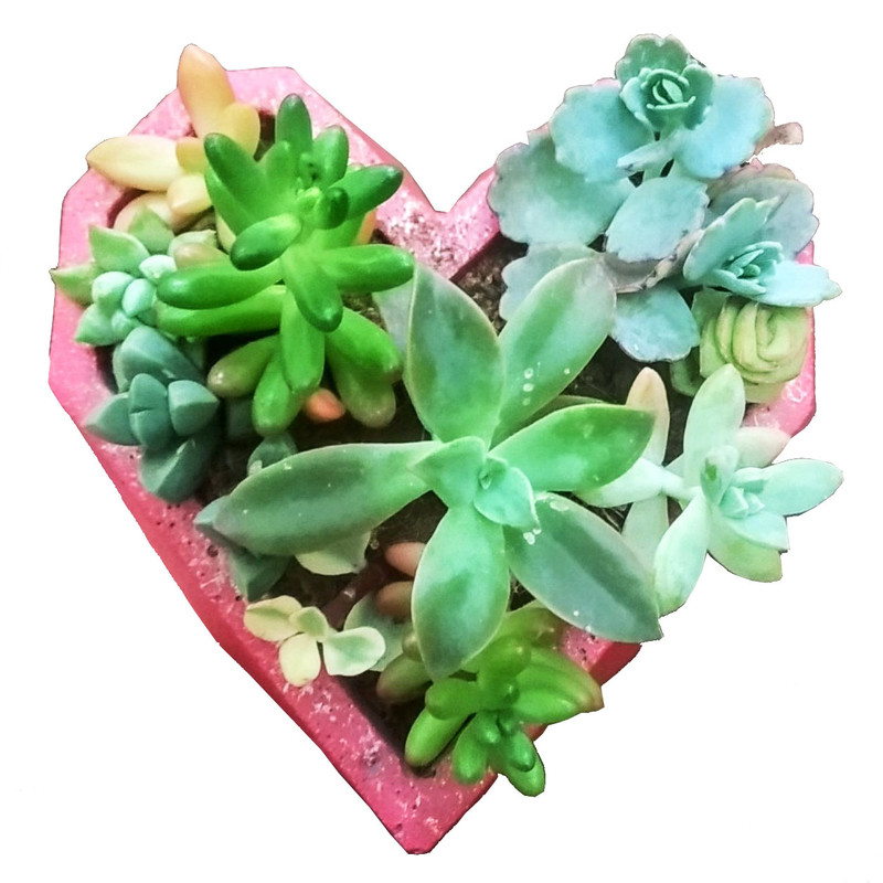 گیاه طبیعی ساکولنت مدل A-17