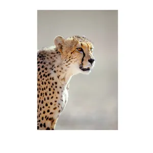 تابلو شاسی نوین نقش طرح 20078