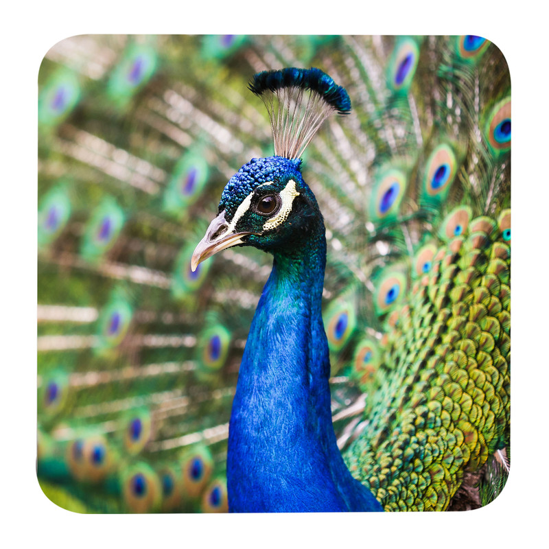 زیر لیوانی مدل Z1022 طرح پرنده طاووس 