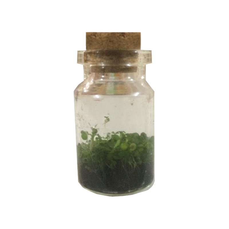 بطری گل طبیعی ریحون طرح زینتی