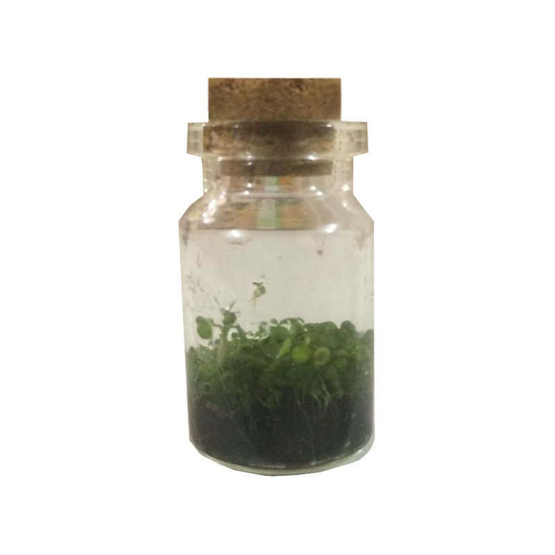 بطری گل طبیعی ریحون طرح زینتی