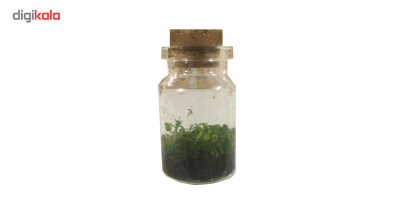 بطری گل طبیعی ریحون طرح زینتی