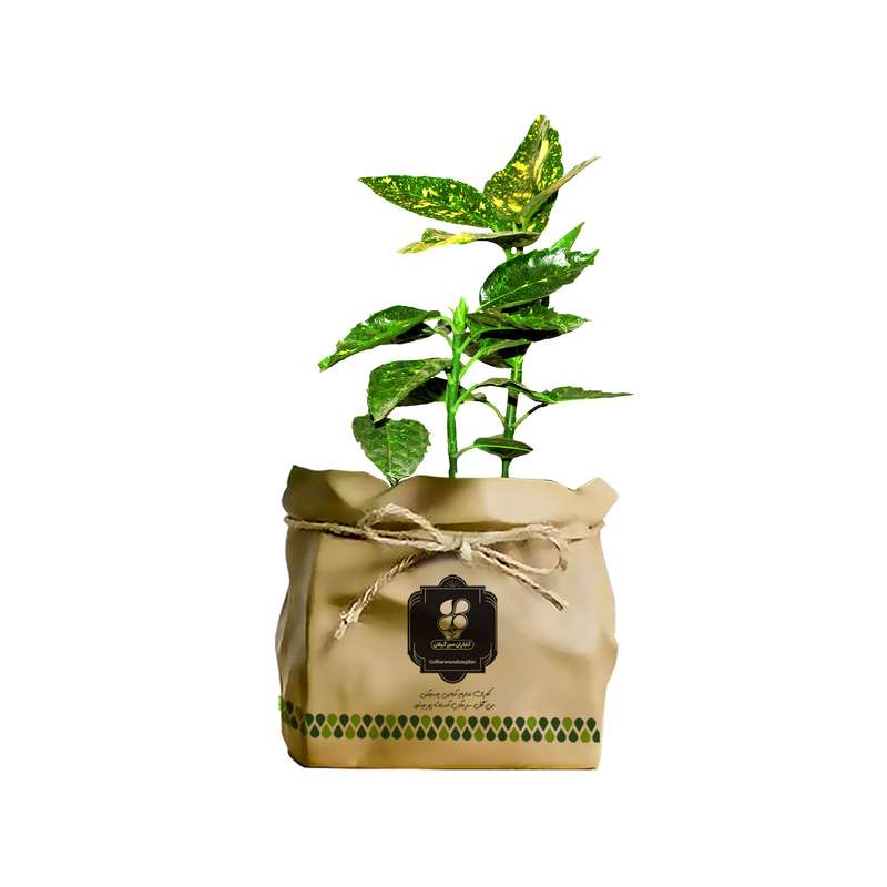 گیاه طبیعی فردوس گلباران سبز گیلان مدل GN2-KF8