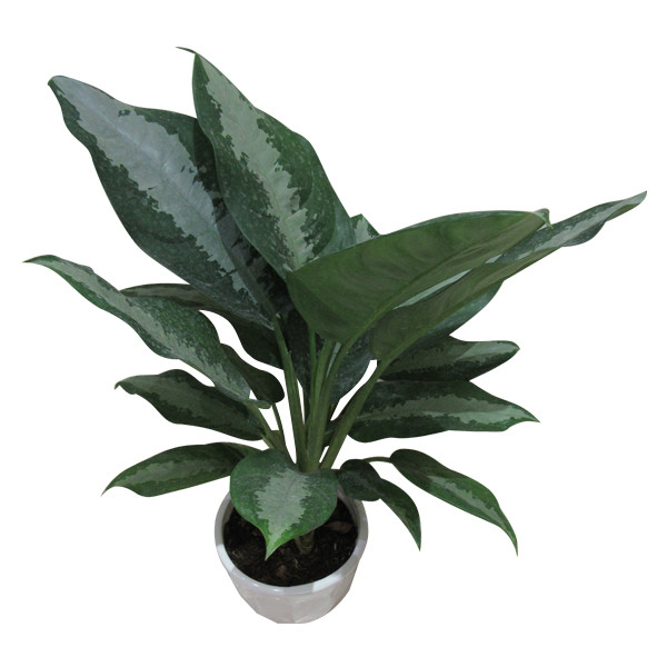 گیاه طبیعی آگلونما حبابی کد S - L01 گیاه طبیعی آگلونما حبابی کد S - L01