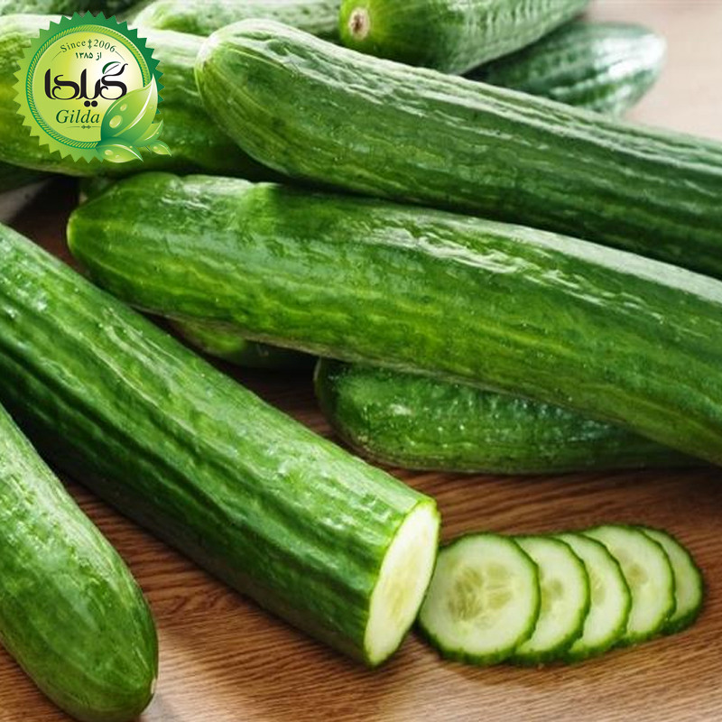 بذر خیار بوته ای آریا گیلدا کد 641