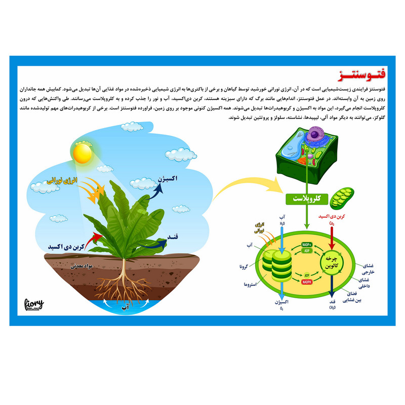 پوستر آموزشی مستر راد مدل فتو سنتز کد fiory 2311 