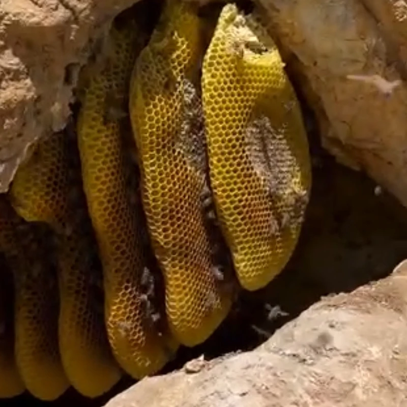 عکس شماره 5 : عسل طبیعی وحشی موم دار گنج کوه-یک کیلوگرم