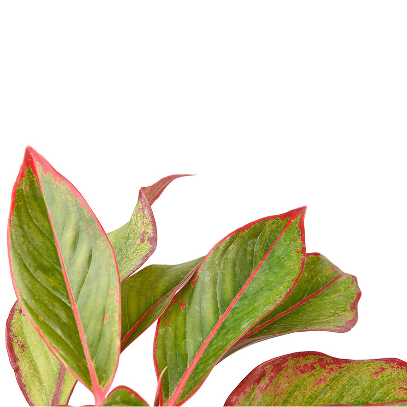 گیاه طبیعی آگلونما مدل لب ماتیکی کد 10331/2201