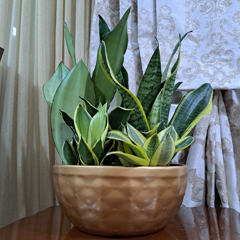 گیاه طبیعی دیش گاردن سانسوریا مدل 402