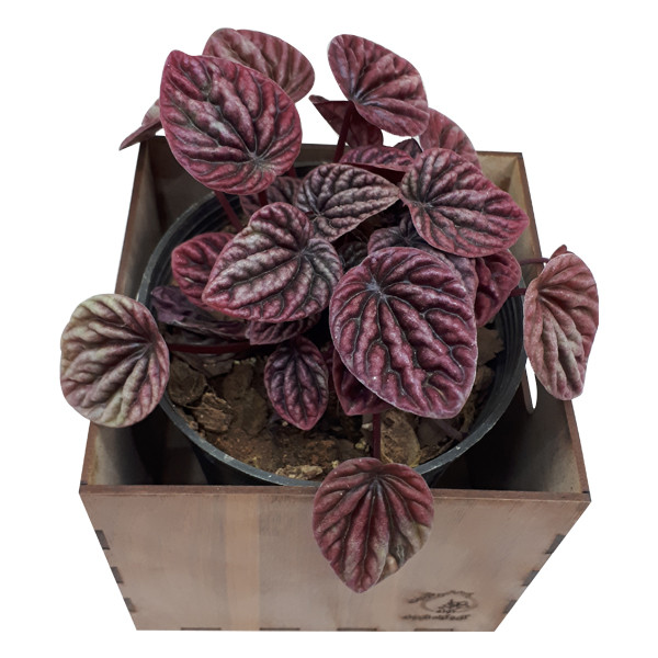 گیاه طبیعی پیرومیا قرمز ناردونه کد GH 001