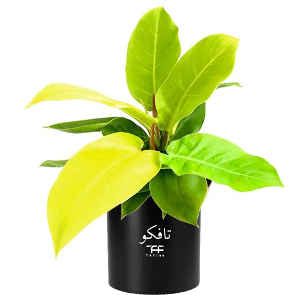 گل طبیعی فیلودندرون نئون  تافکو مدل لیمویی کد 2x