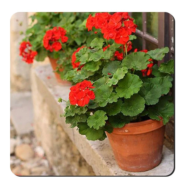  زیر لیوانی طرح گلدان شمعدانی کد nzl674