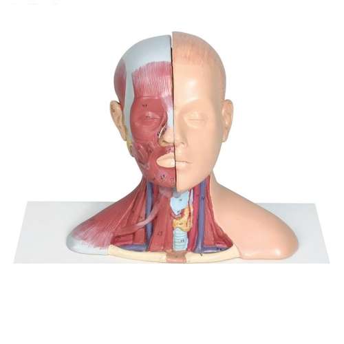 بازی آموزشی مدل مولاژ سر و گردن