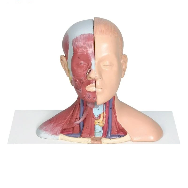 بازی آموزشی مدل مولاژ سر و گردن